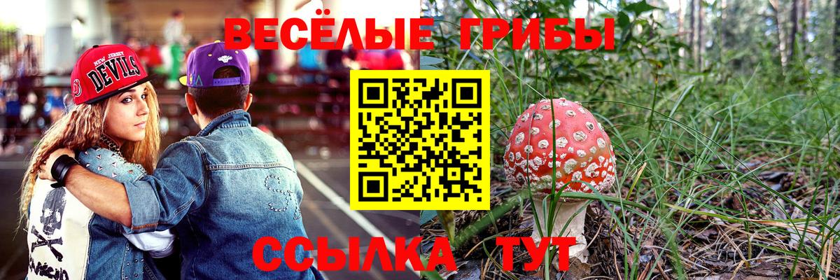 Псилоцибиновые грибы Psilocybe  Черняховск 